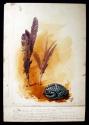 Watercolor of "Cushing's frog" with feather bundles