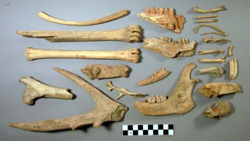 Faunal bone