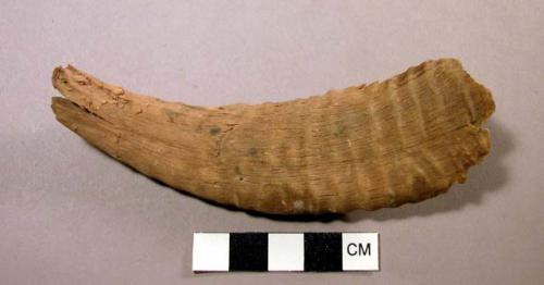 Horn fragment