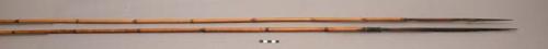 Long arrows with reed shaft and wooden point having 5 points on one +
