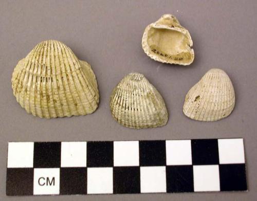 Shell, bivalve, ark