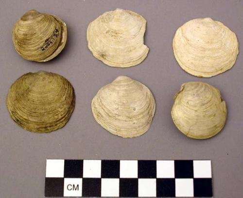 Shell, bivalves, Lucine, Phacoides (lucina) anodonta