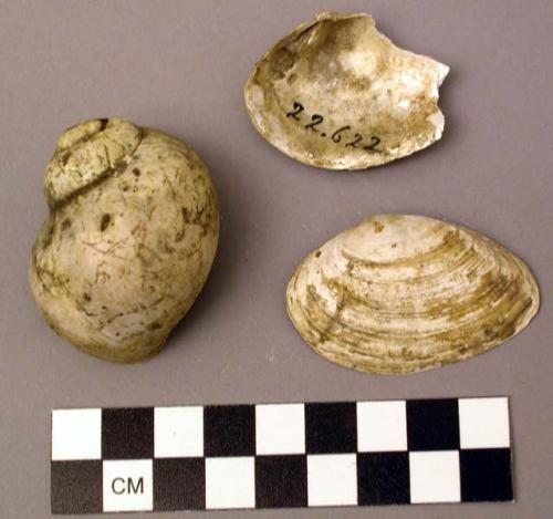 Shell, bivalve and univalve