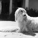 Gertrude Blom's dog Sunny