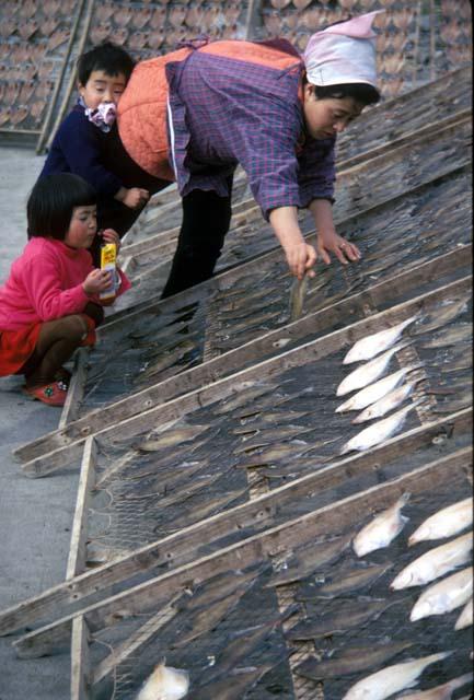 Fish drying on fishsticks