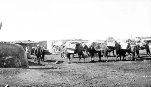 Camels carrying packs