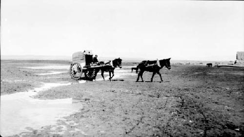 Two ponies, one pulling cart