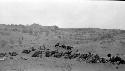 Camels and ponies resting in desert