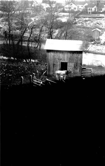 Cow standing next to barn