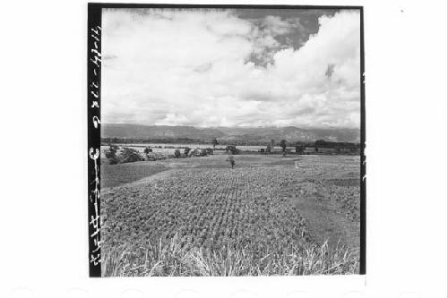 360 [degree] panorama of Main Group of ruins and outlying mounds, from top of Mo