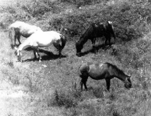 Patrol horses grazing