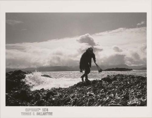 Hydaburg, Alaska: man gathering seaweed along rocky shore