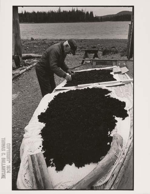 Hydburg, Alaska: man working on piles of drying seaweed on racks near the shore