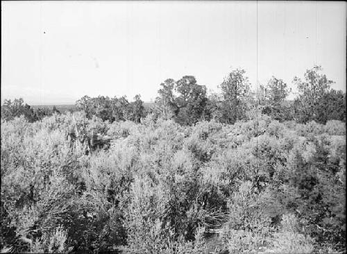 Group I, Before Clearing