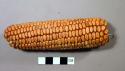 Ears of corn (large)