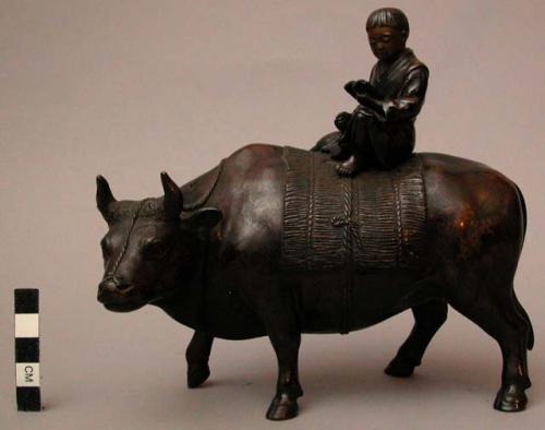 Water buffalo with Japanese boy