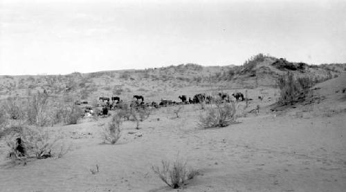 Camels and ponies grazing in desert