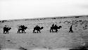 People leading a caravan of camels through desert