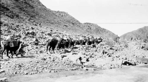 Camel caravan walking on mountain