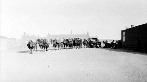 Caravan of camels in road by building