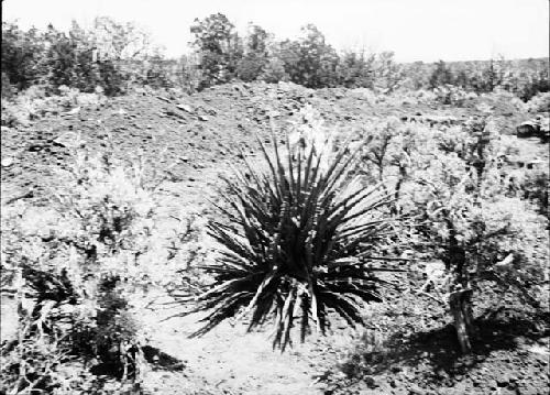 Yucca Plant in Bloom