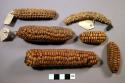 Corn cobs/ears