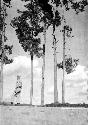 Man standing by trees