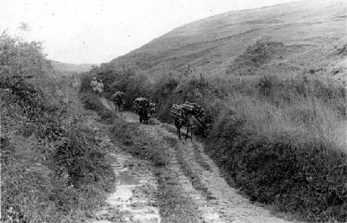 Donkeys carrying bundles of wood