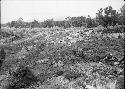 View of Site, Group I, From Southeast