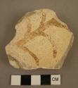 Potsherd showing corn (?)