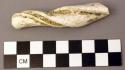 Shell, faunal remain, worked fragment