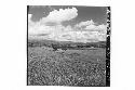 360 [degree] panorama of Main Group of ruins and outlying mounds, from top of Mo