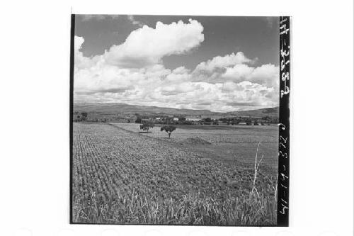 360 [degree] panorama of Main Group of ruins and outlying mounds, from top of Mo