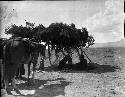 Crew and Horses With Shelter