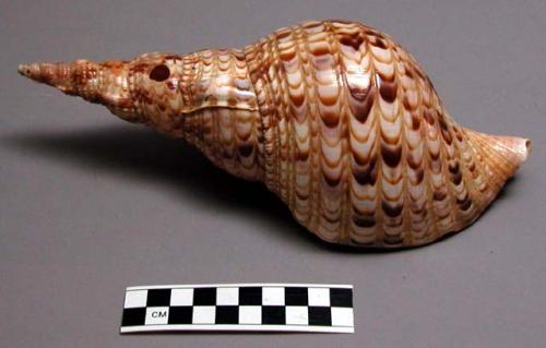 Conch shell trumpet