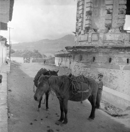 Boy with burros