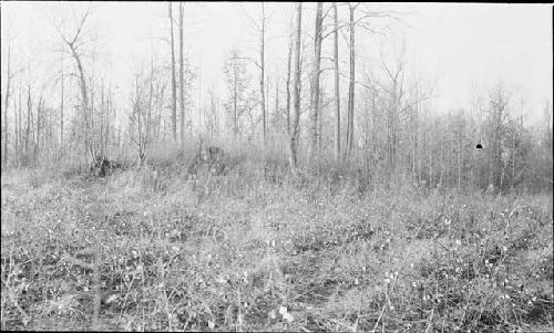 Mcadoo mound -- from East and Southwest