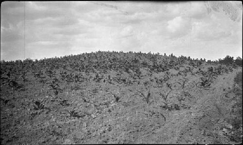 Obion Group. Mound 2 from East