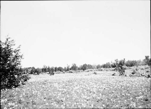 Grassy Landscape With Primrose