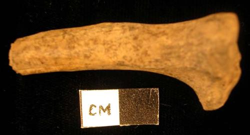 Faunal remain, fragment, proximal right tibia, Procyon; cut at one end, with possible butchery marks