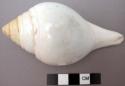 Conch shell used in worship