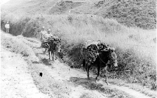 Donkeys carrying bundles of wood