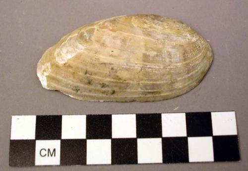 Shell, bivalve, Elliptio dilatatus