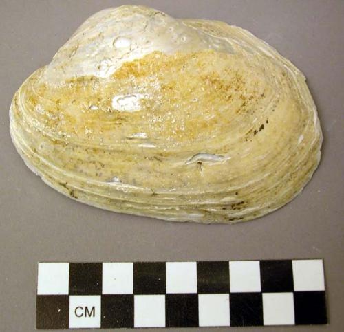 Shell, bivalve, Lampsilis nentricosa