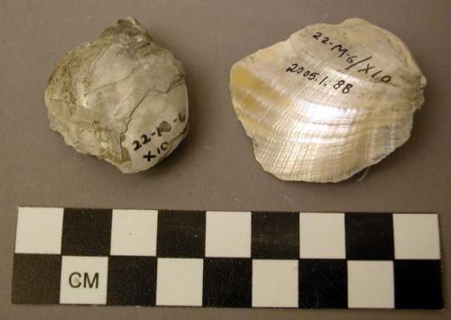 Shell, bivalve fragments