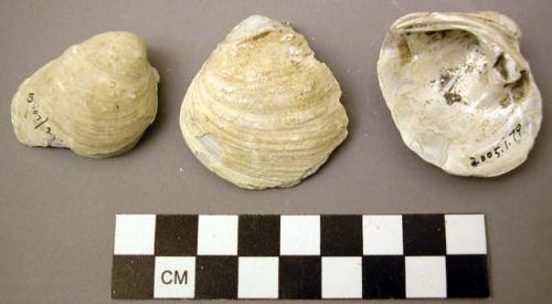 Shell, bivalve, Quadrula sp., halves