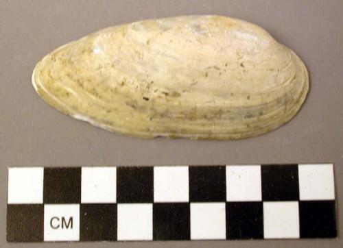 Shell, bivalve, Lampsilis fallaciosa