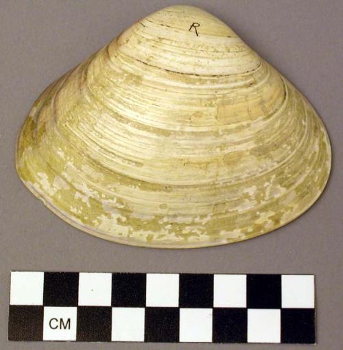 Shell, bivalve, clam, Zivelo crassatelloides