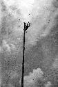 Man working on powerlines