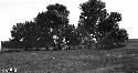 Landscape With Cottonwood Trees